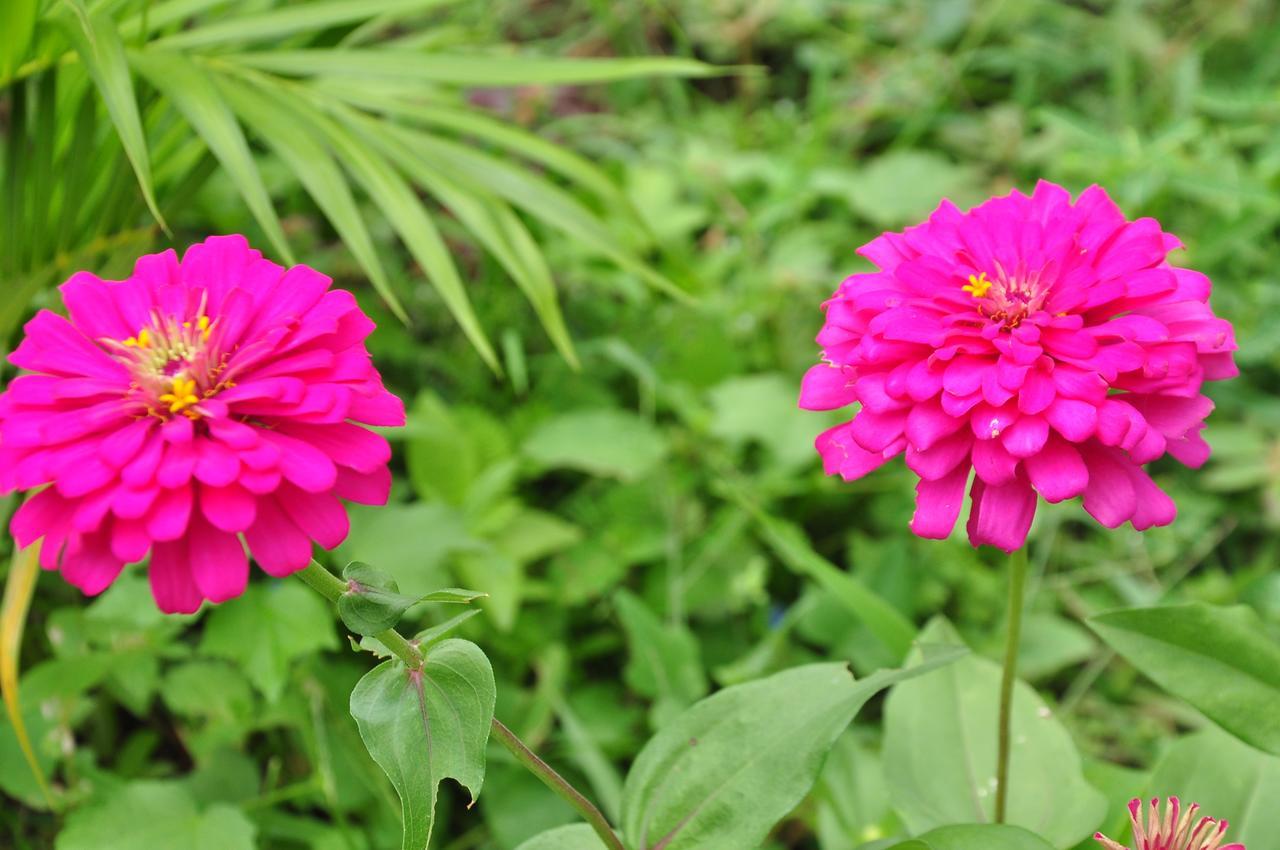 Sigiriya Amenity Home Stay Εξωτερικό φωτογραφία