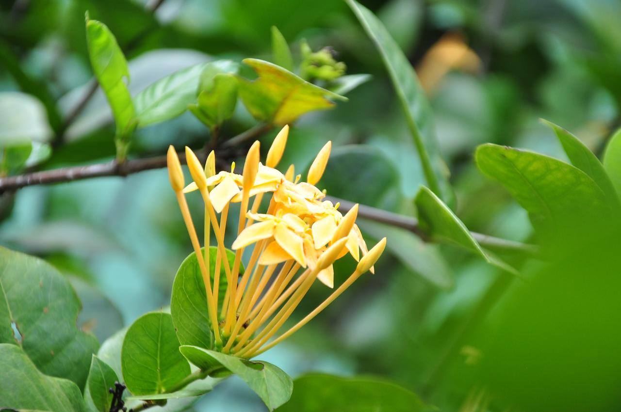 Sigiriya Amenity Home Stay Εξωτερικό φωτογραφία