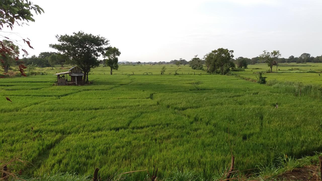 Sigiriya Amenity Home Stay Εξωτερικό φωτογραφία